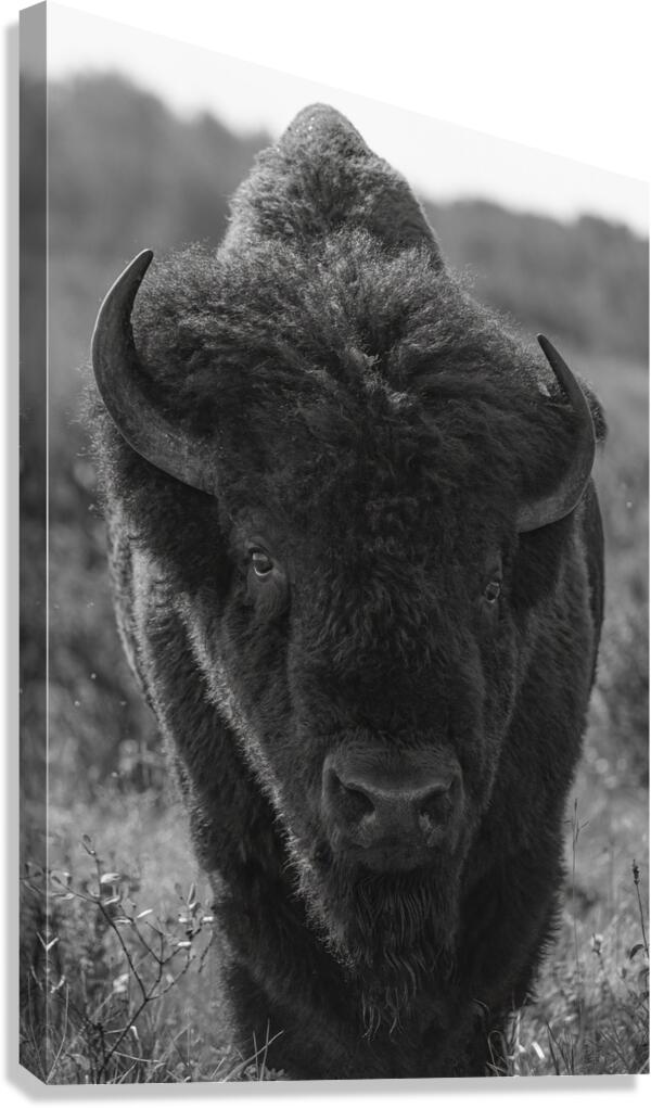 Bison BW 2 Canvas Print