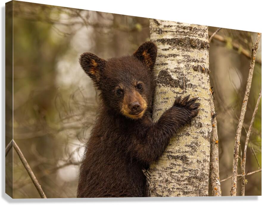 Cute Bear Cub Canvas Print