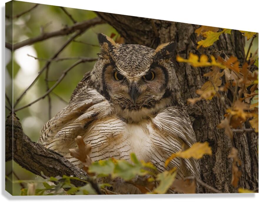 GHO Fall Time Canvas Print