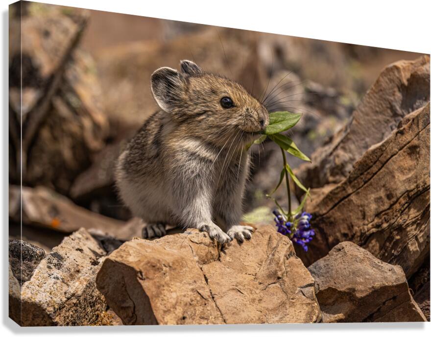 Cute Pika Canvas Print