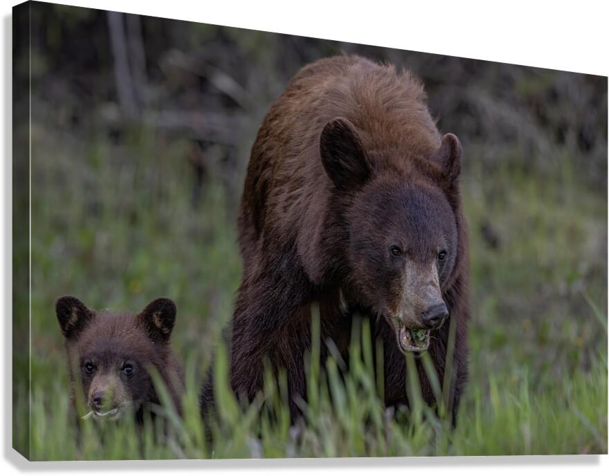 Mom and Cub Canvas Print