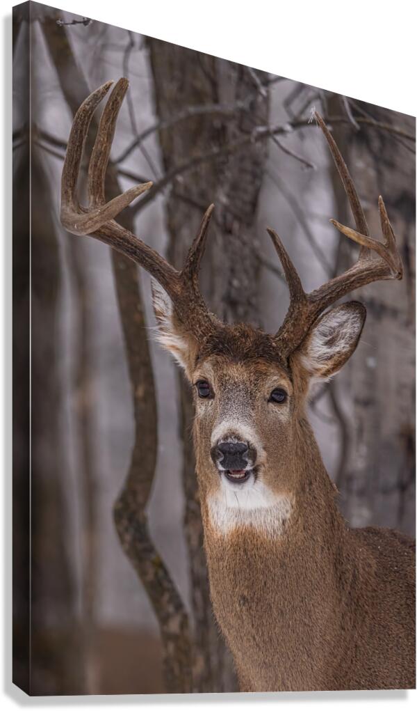 Buck Portrait Canvas Print