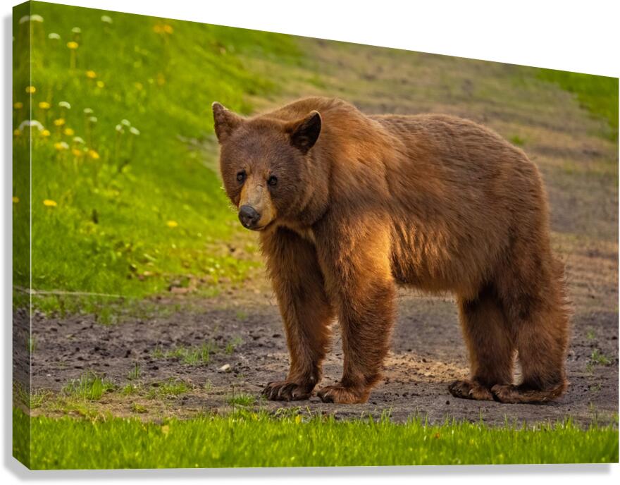 Black Bear 2 Canvas Print