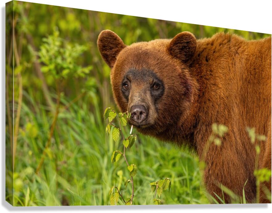 Cool Face Canvas Print