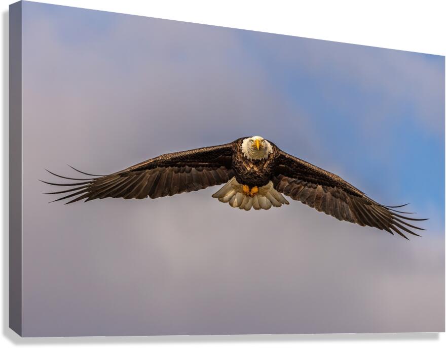 Bald Eagle 2 Canvas Print