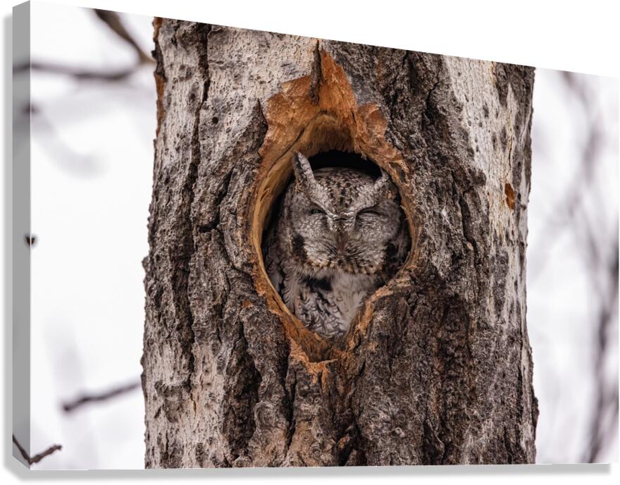 Screech Owl Canvas Print