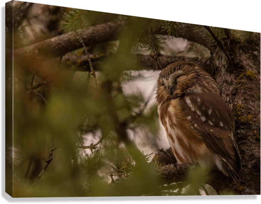 Saw Whet Owl 2 Canvas Print