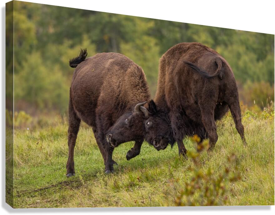 Bison Fight Canvas Print