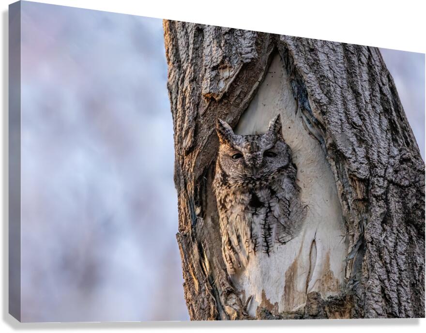 Screech Canvas Print