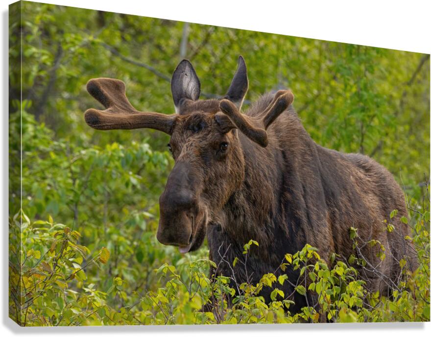 Big Boy Canvas Print