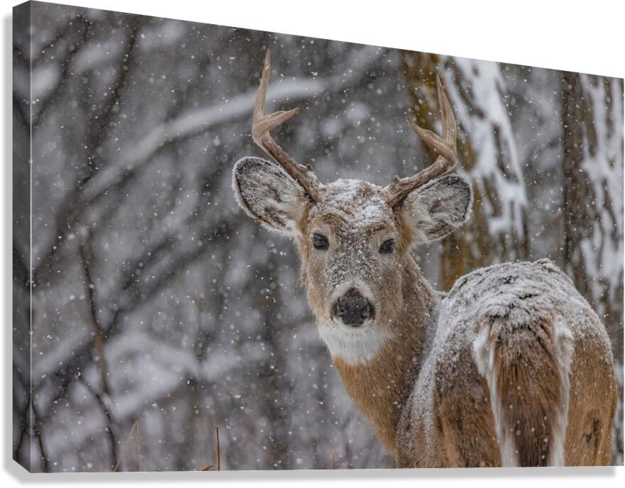 Deer Winter Love Canvas Print