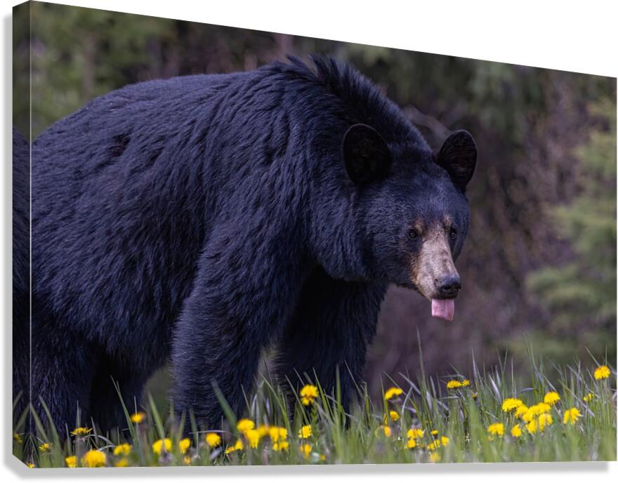 Black Bear 2 Canvas Print