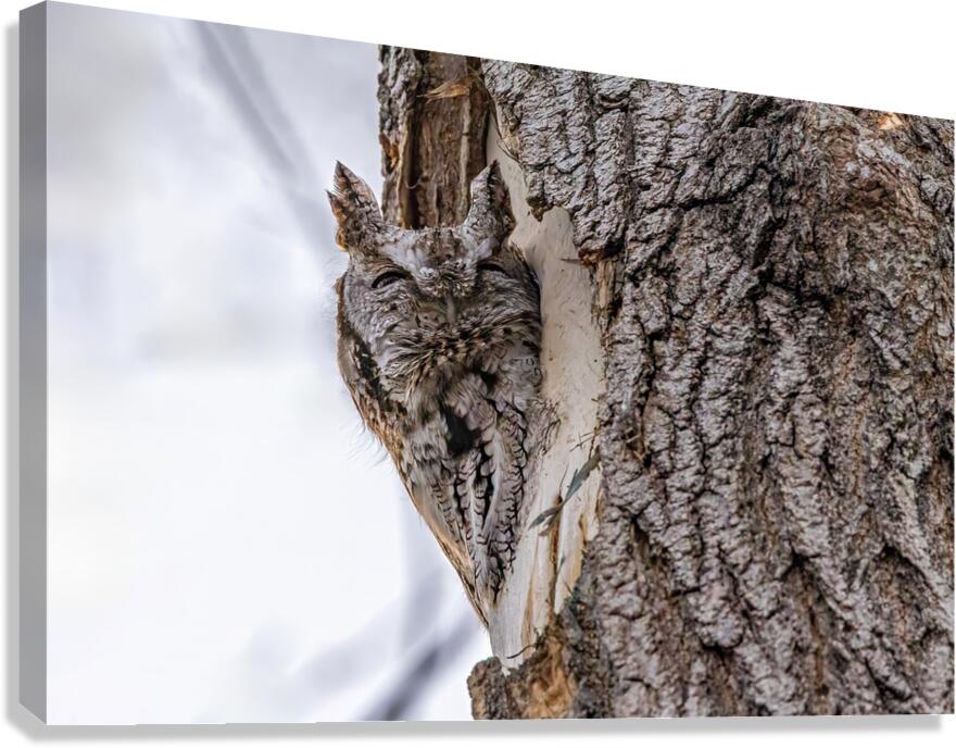 Screech 3 Canvas Print
