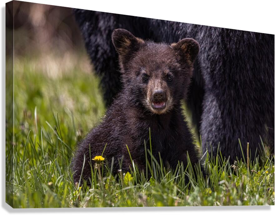 Black Bear Cub 4 Canvas Print