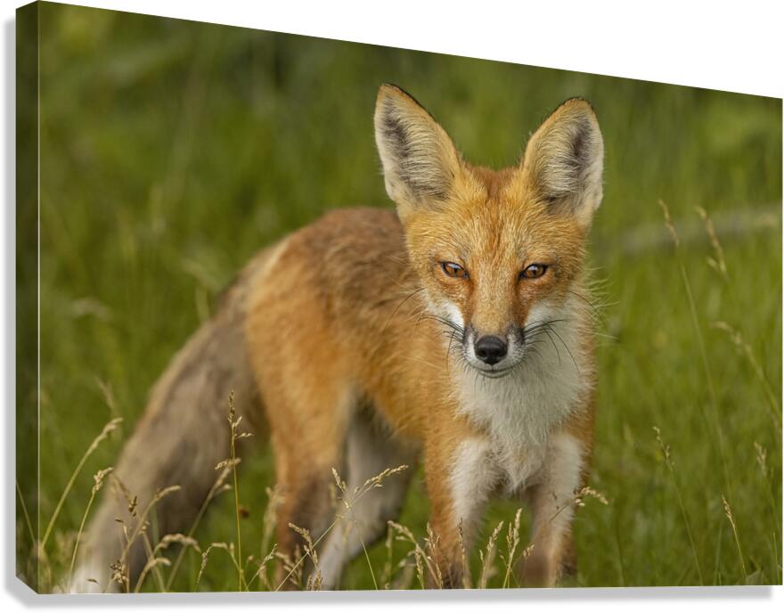 Red Fox Canvas Print
