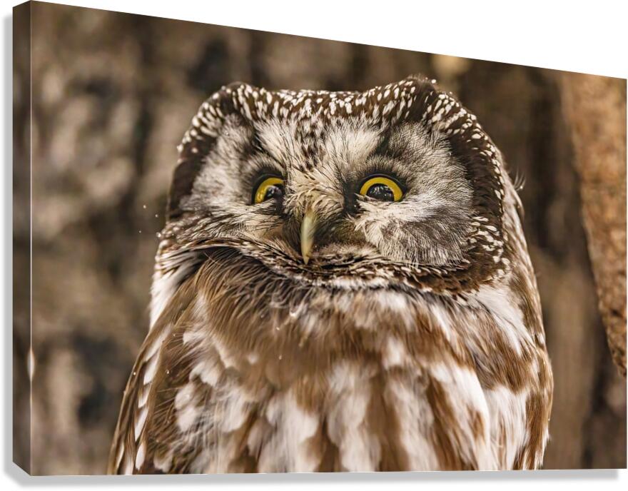 Boreal 2 Canvas Print