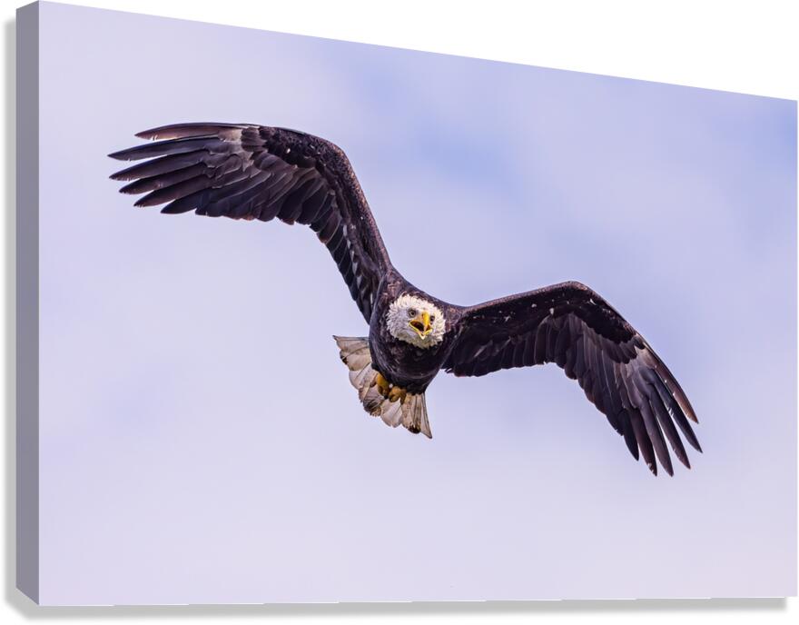 Bald Eagle 3 Canvas Print