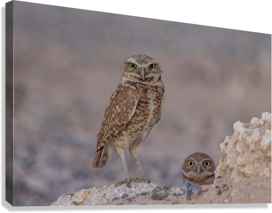 Burrowing Owl Canvas Print