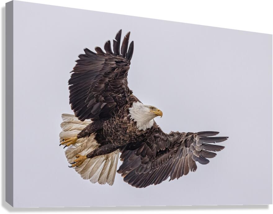 Bald Eagle 4 Canvas Print