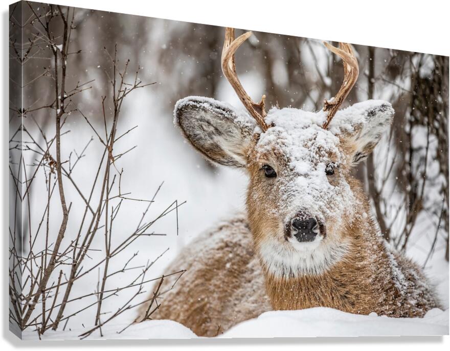 Buck under the Snow Canvas Print