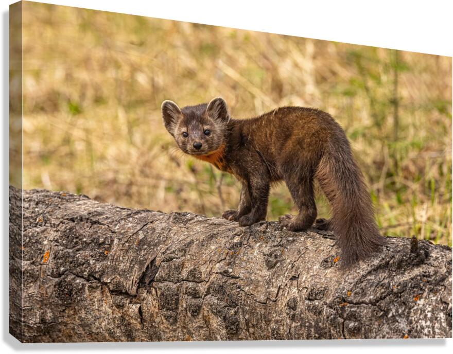 Pine Marten 2 Canvas Print