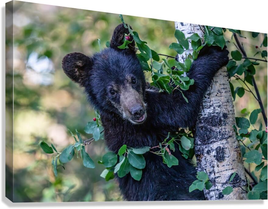 Black Bear Cub 5 Canvas Print