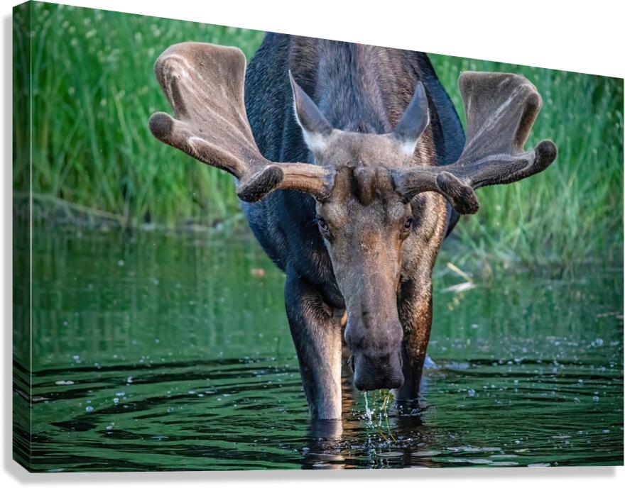 Big Boy 2 Canvas Print