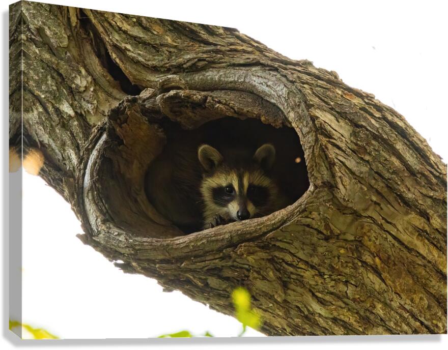 Racoon Canvas Print