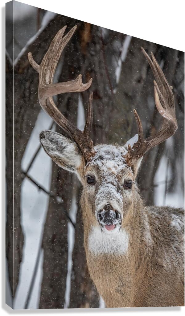 Big Buck Canvas Print