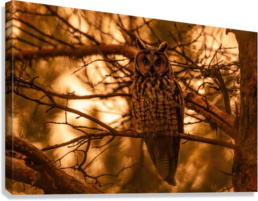 LEO Sunset Canvas Print