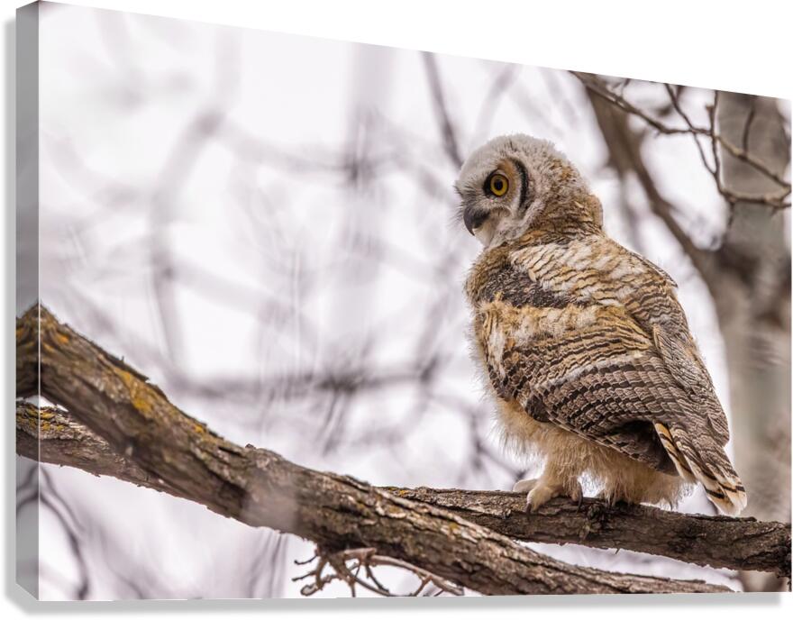 GHOwlet Canvas Print