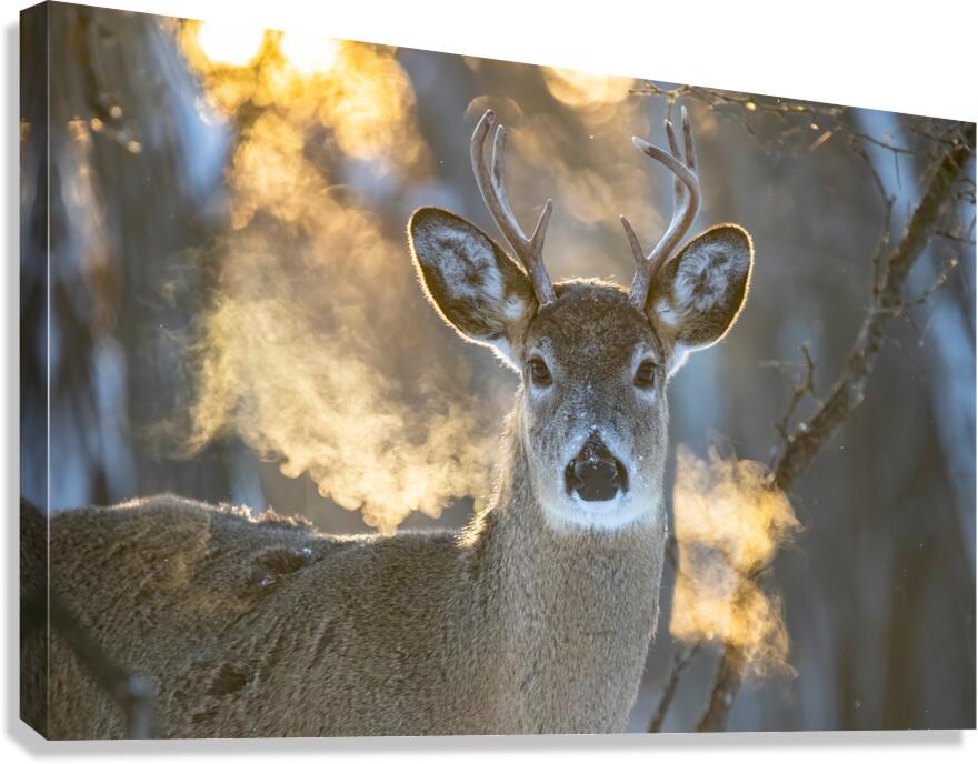 Young Buck Sunset Canvas Print