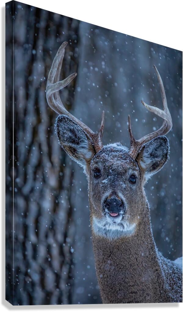 Buck Portrait 2 Canvas Print