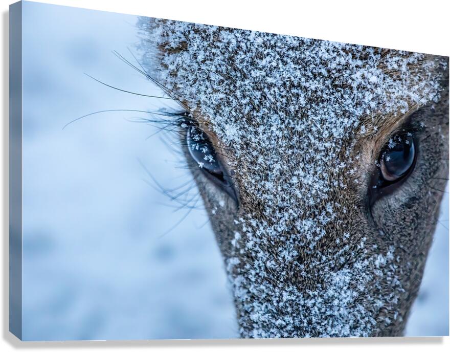 Deer Eye to Eye Canvas Print