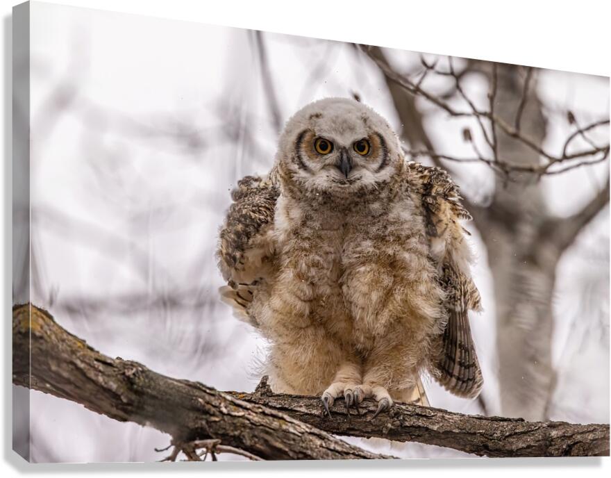 GHOwlet 2 Canvas Print