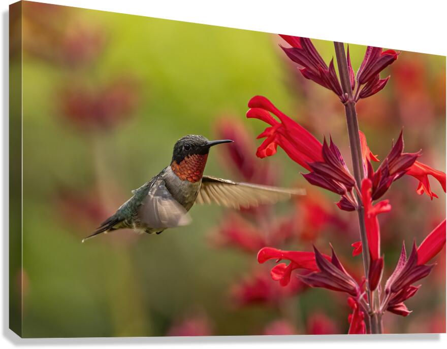 Hummer Canvas Print