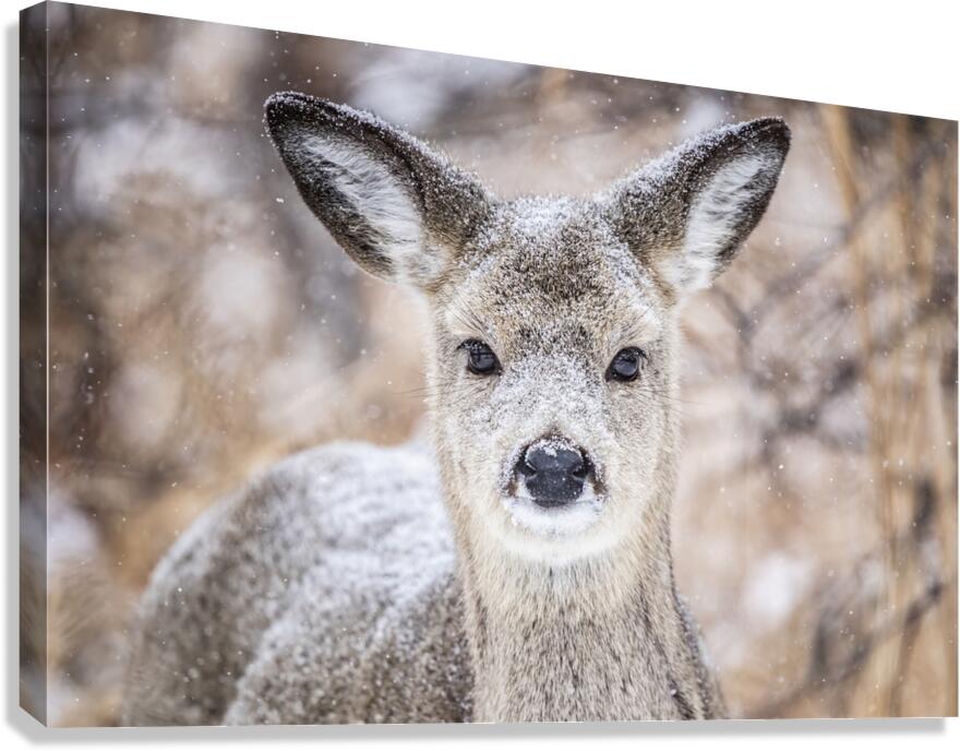 Cute Deer Canvas Print