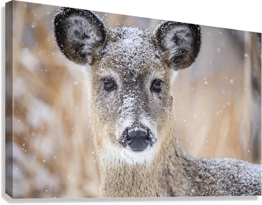 Cute Deer 2 Canvas Print