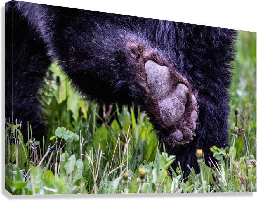 Bear Foot Canvas Print