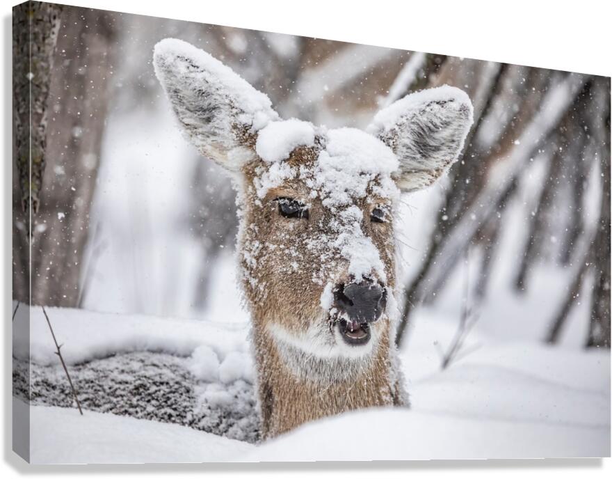 Funny Deer Canvas Print