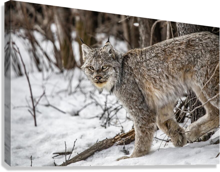 Lynx Canvas Print