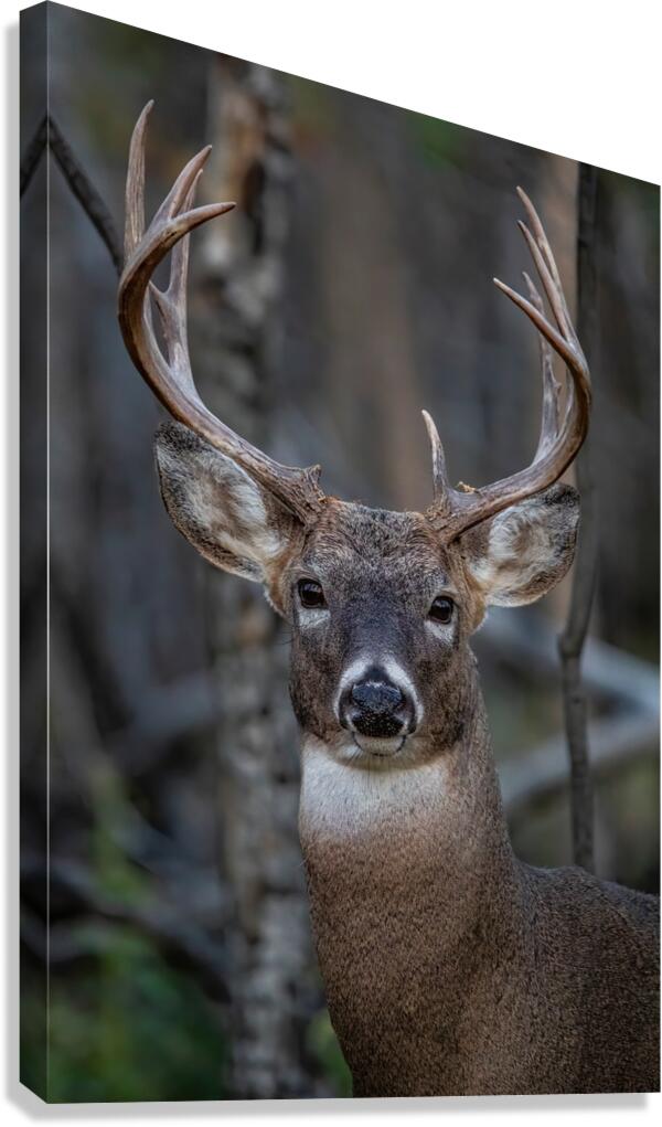 Big Buck 2 Canvas Print