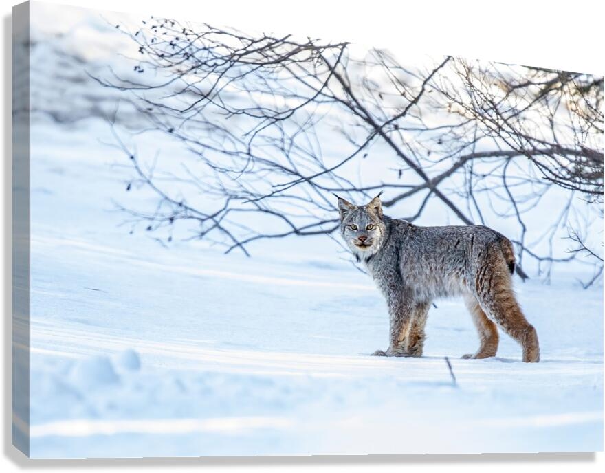 Lynx 2 Canvas Print