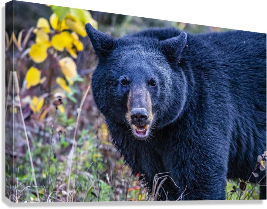 Black Bear Boss Canvas Print