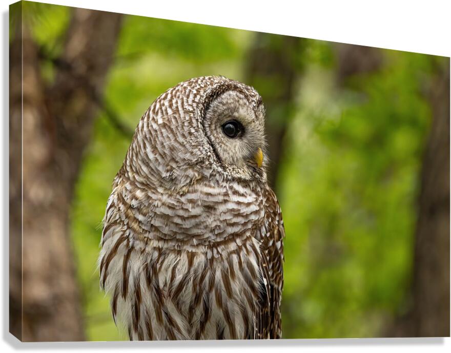Barred Owl Canvas Print