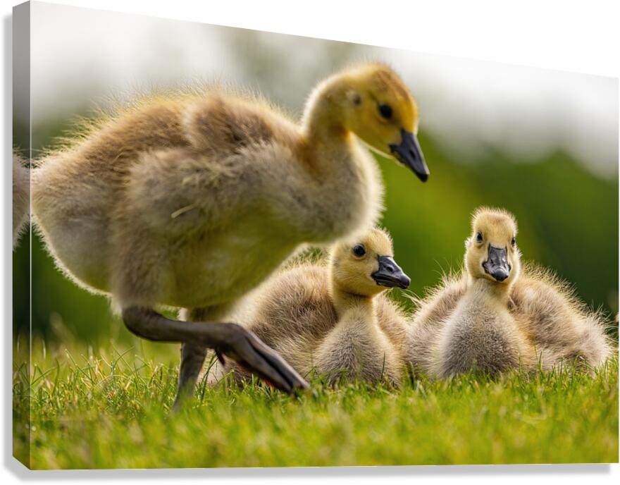 Goslings Canvas Print