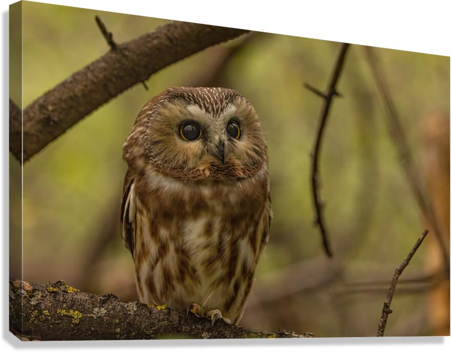 Saw Whet Owl 2 Canvas Print