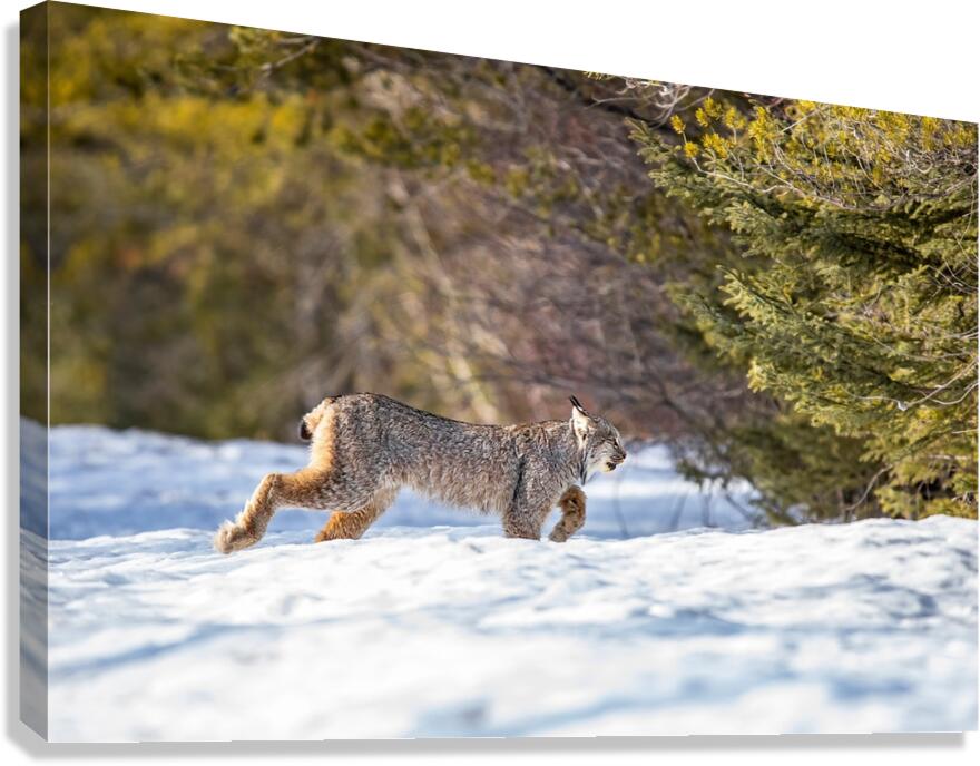 Lynx 3 Canvas Print