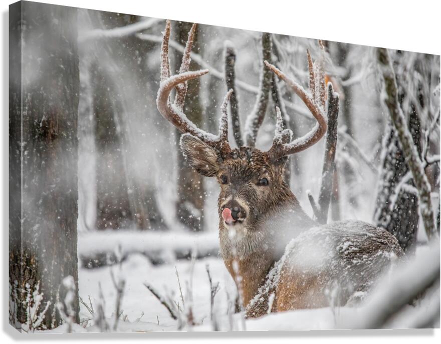 Buck Snowy Day Canvas Print