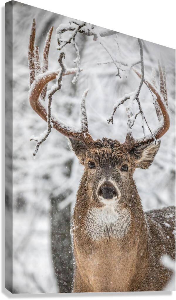 Big Buck Winter Canvas Print